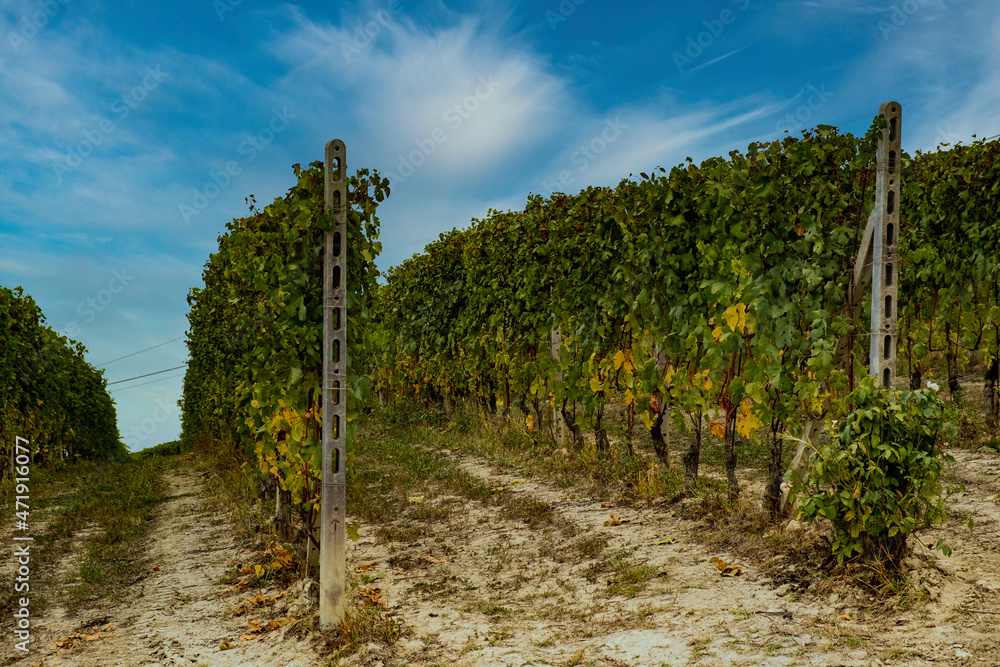 Fototapeta premium The The vineyards in the Piedmontese Langhe in autumn at the time of the grape harvest in the Piedmontese Langhe in autumn