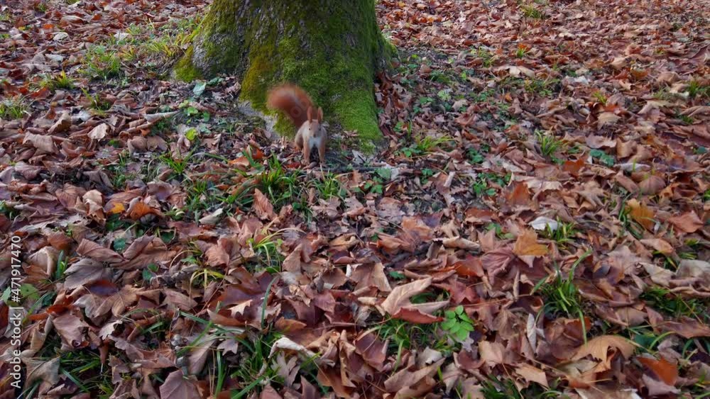 Squirrel in the autumn park. Squirrel in the autumn park.