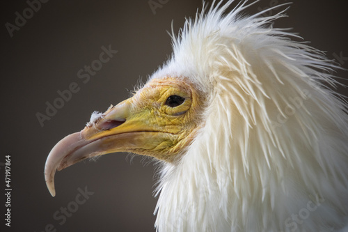 Egyptian vulture Head