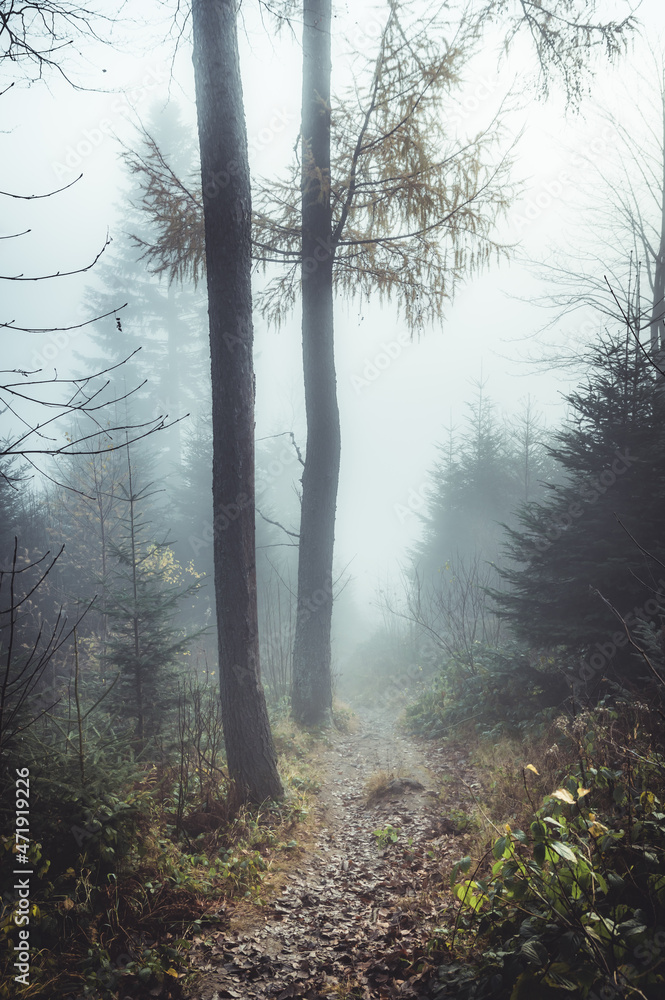 Obraz premium Autumn forest in the fog, footpath in Carpathian mountains