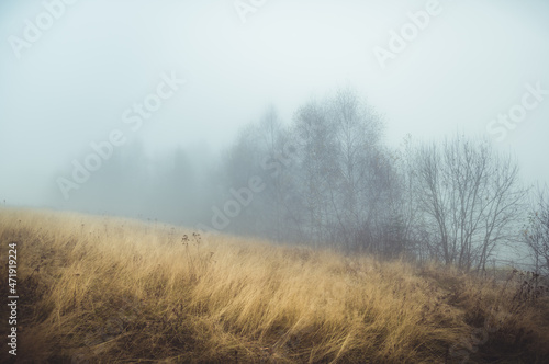 Autumn meadow and bare trees in the fog