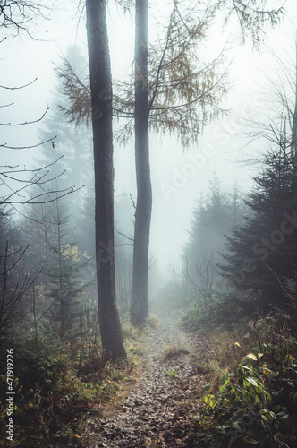 Autumn forest in the fog  footpath in Carpathian mountains