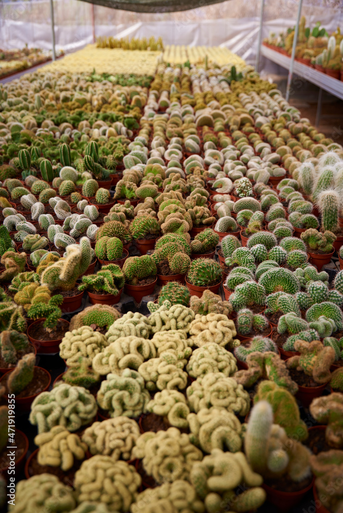 CACTUS DIFFERENT TYPES, COLORS AND SPINES