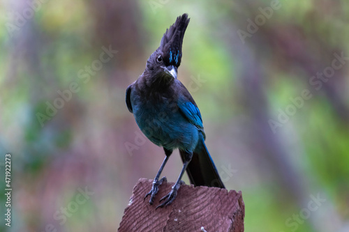 A Steller's Jay on the grass at a park photo