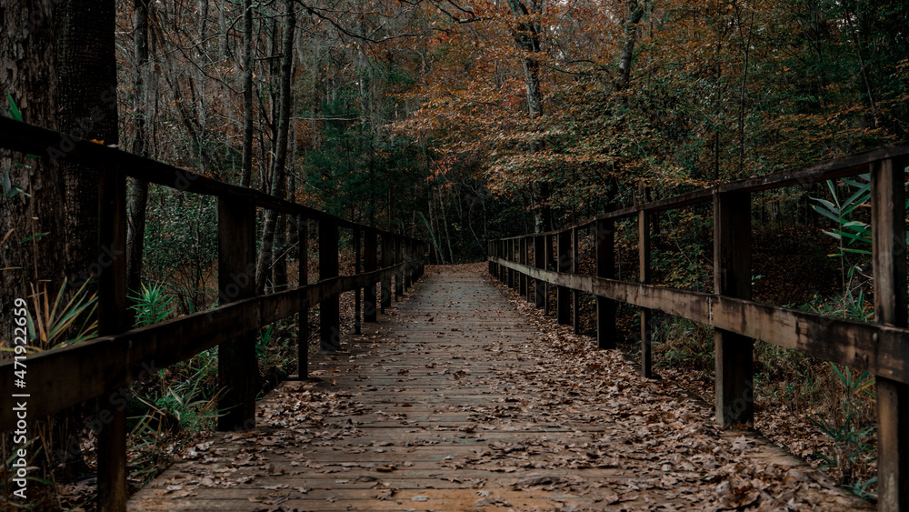 wooden bridge in the forest wooden bridge in the forest