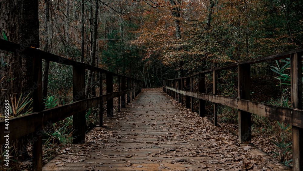 wooden bridge in the forest