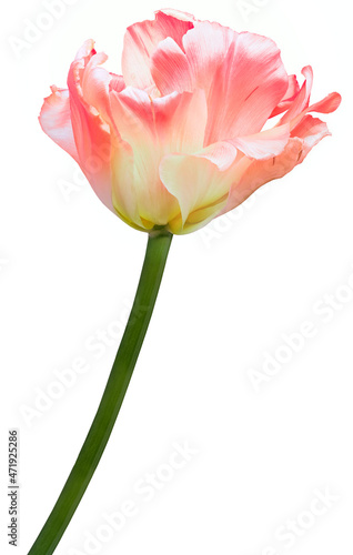 Tulip  flower on a white isolated background.  For design.  Closeup.  Nature.