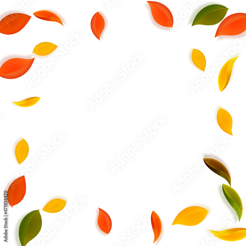 Falling autumn leaves. Red  yellow  green  brown n