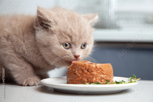 kitten eats canned gourmet pet food