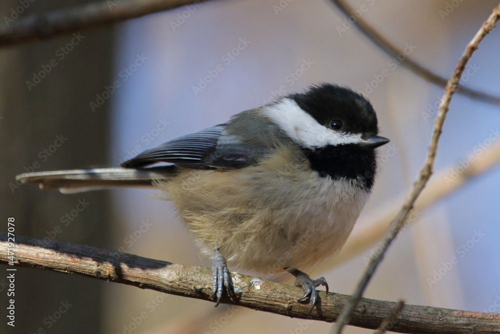 Mésange dans son environnement naturel Mésange dans son environnement naturel