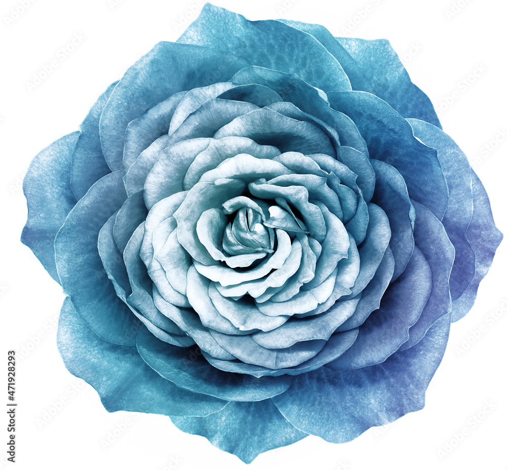 Obraz premium Rose blue flower on a white isolated background. Closeup. Nature.