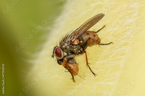 Quadro em tela Close up shot of fly on a leaf
