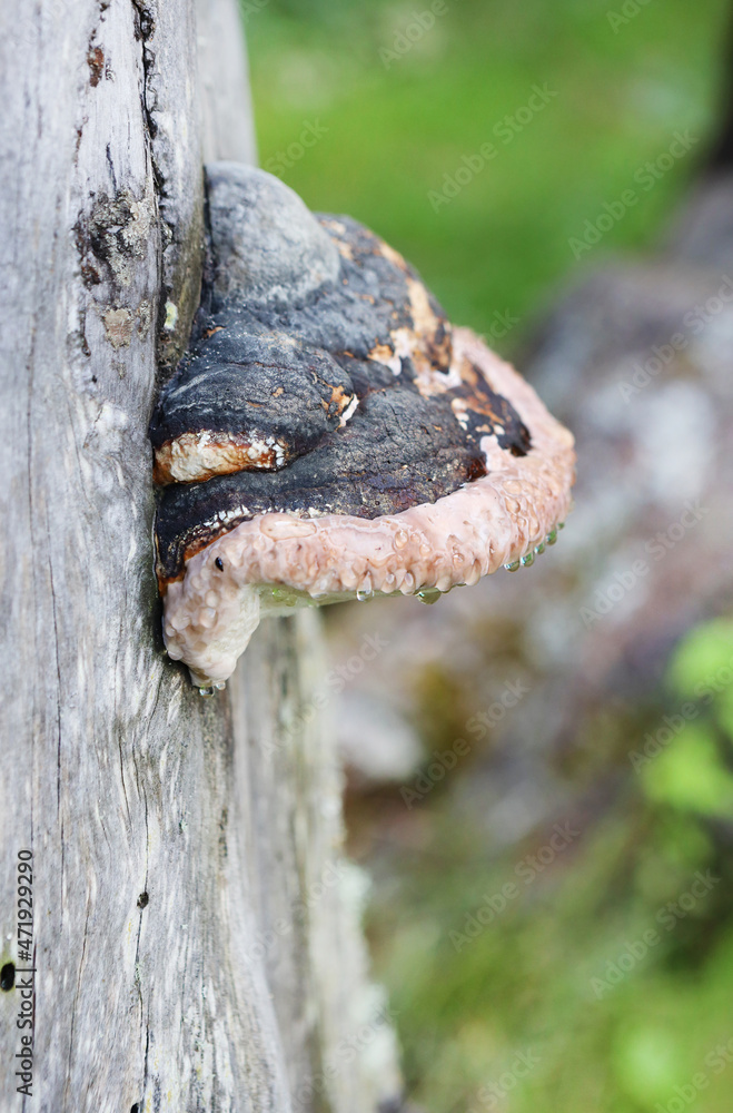 tree mushroom 