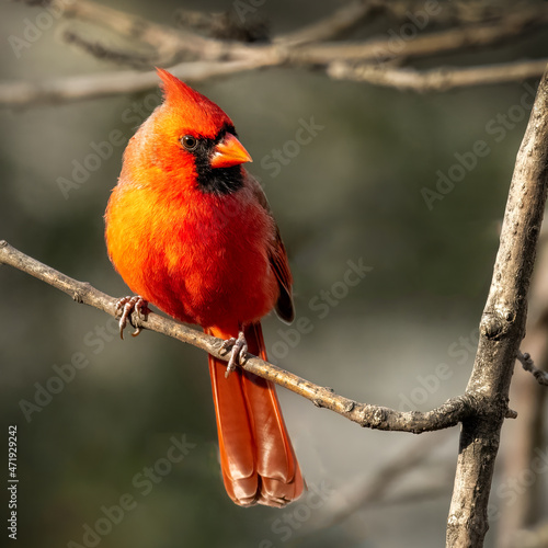 Fototapet cardinal on a branch