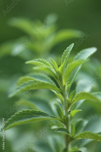 Stevia rebaudiana.Stevia green close-up on blurred green garden background.Organic natural sweetener.Stevia plants.Stevia green twig