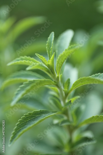 Stevia rebaudiana.Stevia green close-up .Organic natural sweetener.Stevia plants.Stevia fresh green twig