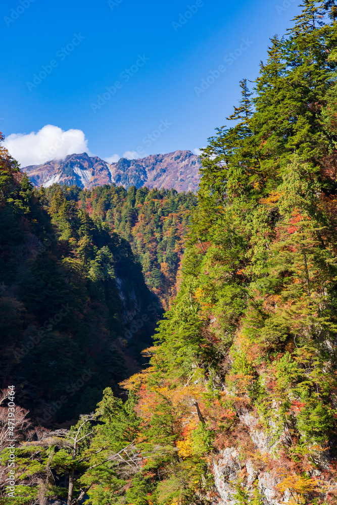 Fototapeta premium 【富山県】黒部峡谷 欅平