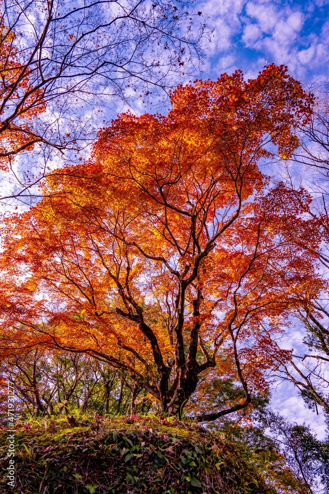 用作公園の紅葉