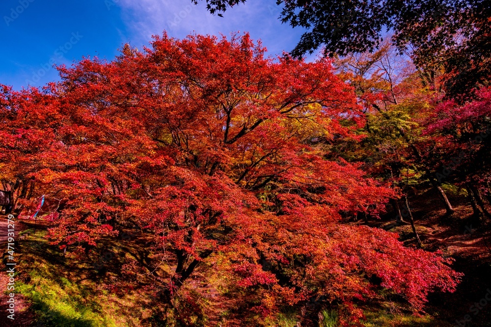 用作公園の紅葉 用作公園の紅葉