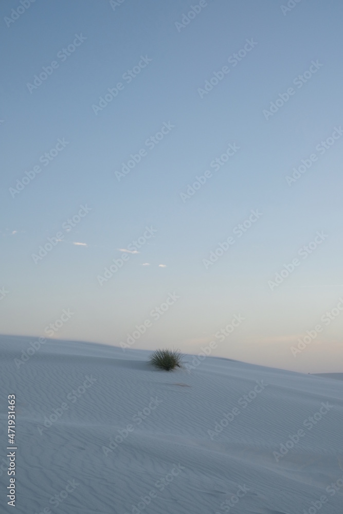 Minimalist landscape bush at White Sands National Park, New Mexico