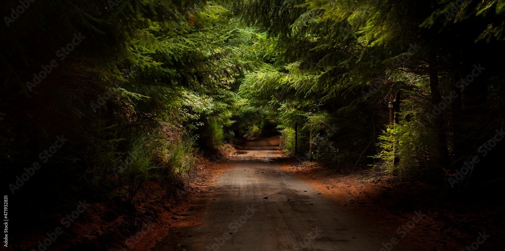 Obraz premium way to de deep forest