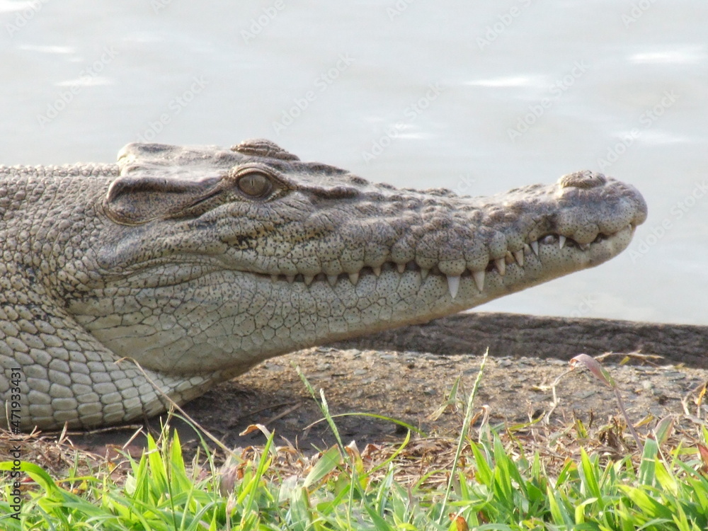 Fototapeta premium Australian Wild Crocodile