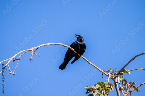 Black bird perched in a high branch in the top of a tree singing