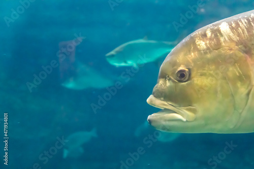 水中を泳ぐ魚の顔にクローズアップ © 木村　亨