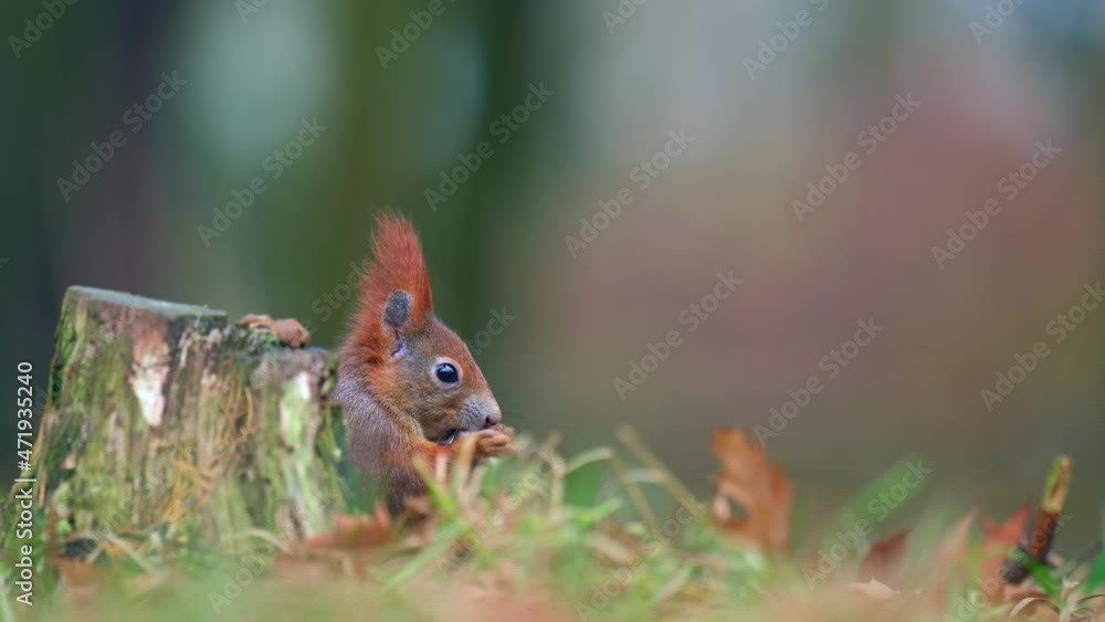 Little cute squirrel (Sciurus vulgaris) sitting on the ground in the leaves and feeding on seeds in autumn forest. Shallow depth of field.
