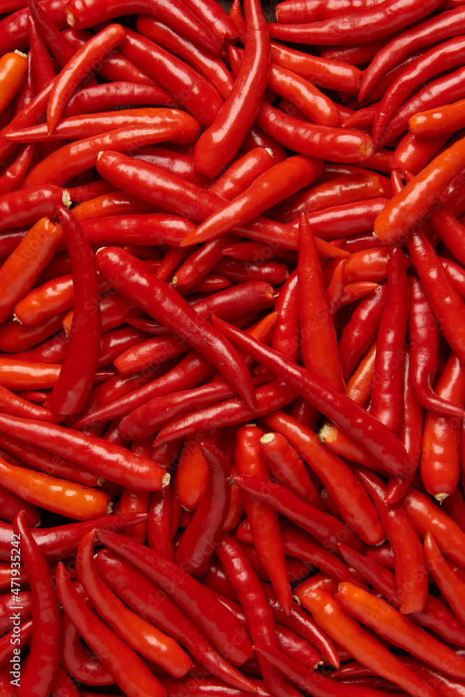 vegetable concept The hundreds of spicy shiny thin long chilis with different color tones of red vegetable concept The hundreds of spicy shiny thin long chilis with different color tones of red
