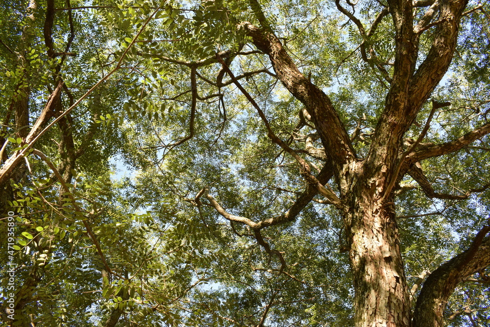 Fototapeta premium tree in the forest