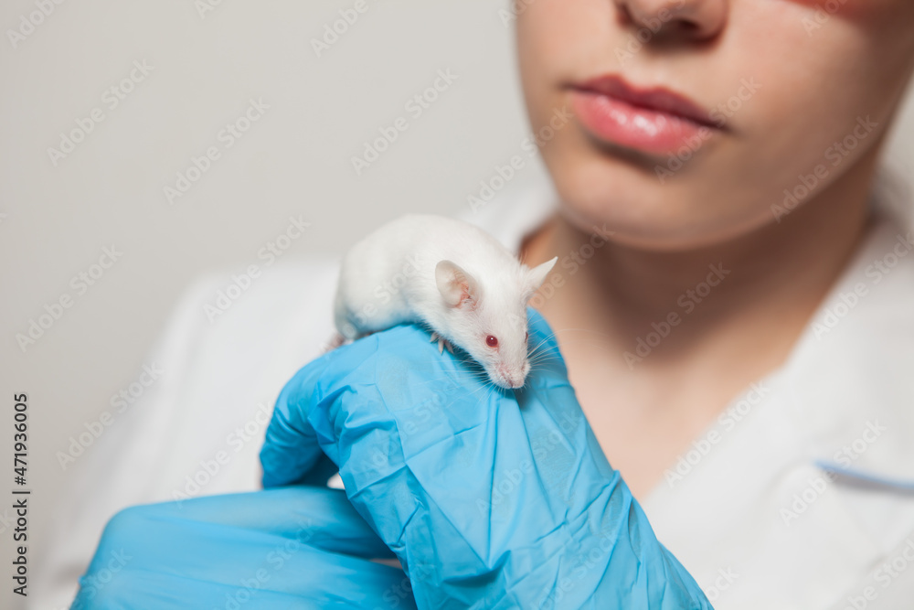A small white laboratory mouse with red eyes in the hand of a scientist in a blue rubber glove. Woman puts experiments on a laboratory mouse. A small white laboratory mouse with red eyes in the hand of a scientist in a blue rubber glove. Woman puts experiments on a laboratory mouse.