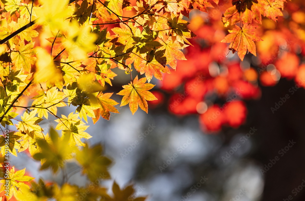 Autumn leaves at Mt. daisen , red and yellow leaves , manno town, Kagawa, Shikoku, Japan Autumn leaves at Mt. daisen , red and yellow leaves , manno town, Kagawa, Shikoku, Japan
