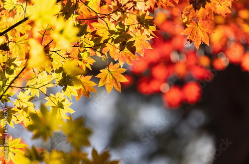 Autumn leaves at Mt. daisen   red and yellow leaves   manno town  Kagawa  Shikoku  Japan