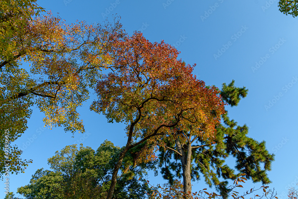 Obraz premium 綺麗な青空とグラデーションになったナンキンハゼの紅葉が美しい風景