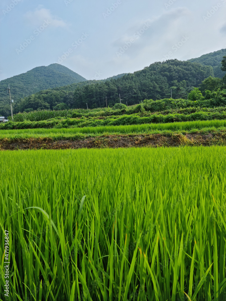 summer green rice field. Rural landscape.