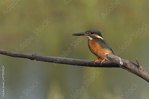 Common kingfisher (Alcedo atthis) eating shrimp and during on branch tree for diving in to water eating fish at the river.