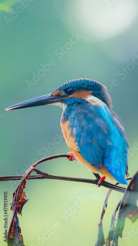 Common Kingfisher Bird in Thailand