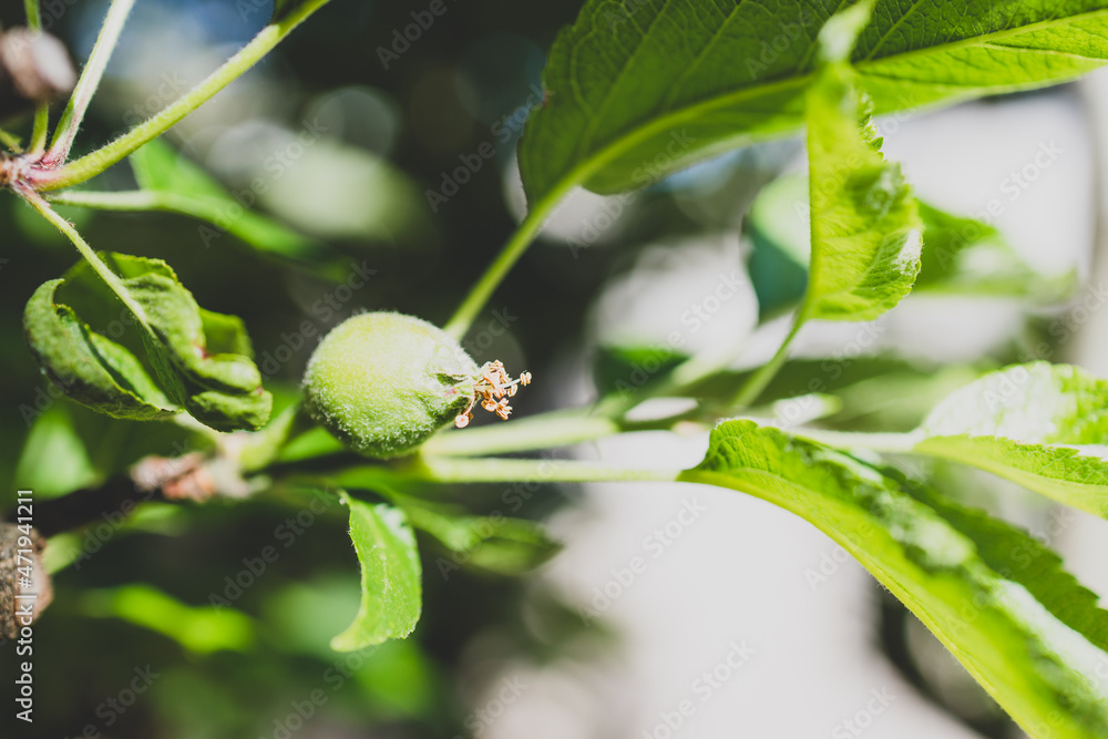 close-up of apple plant with fruit about to form shot at shallow depth of field close-up of apple plant with fruit about to form shot at shallow depth of field