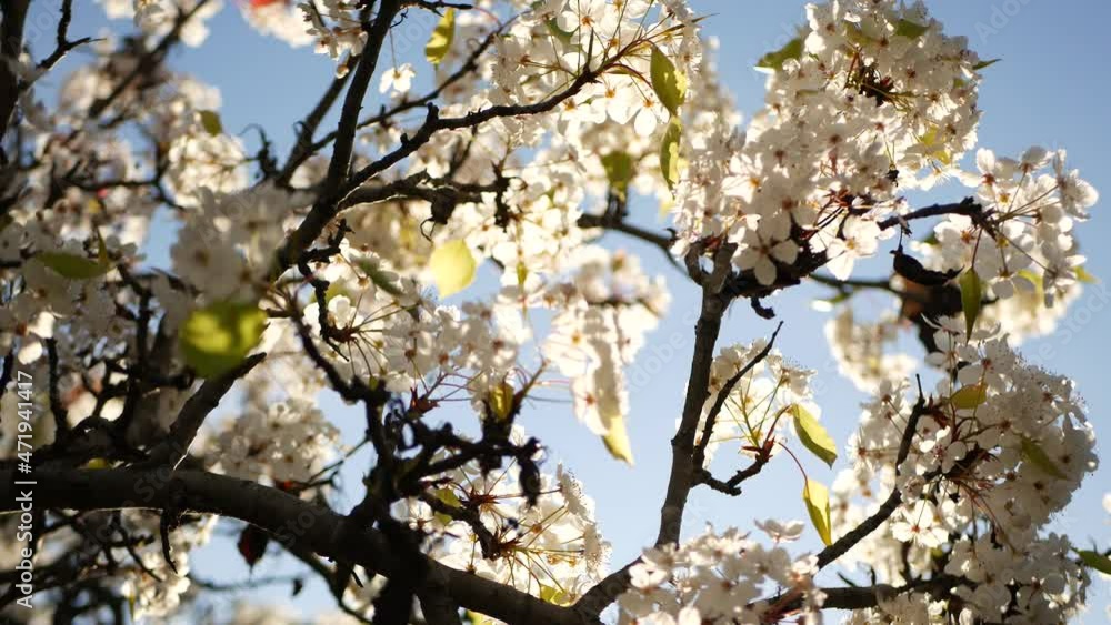 Spring white blossom of cherry tree, California, USA, Balboa Park. Delicate tender sakura flowers of pear, apple or apricot. Springtime fresh romantic atmosphere, pure botanical bloom soft focus bokeh Spring white blossom of cherry tree, California, USA, Balboa Park. Delicate tender sakura flowers of pear, apple or apricot. Springtime fresh romantic atmosphere, pure botanical bloom soft focus bokeh