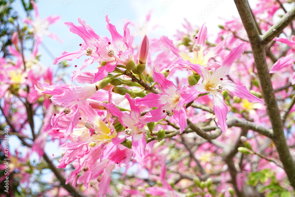 華やかに開花トックリキワタ 華やかに開花トックリキワタ