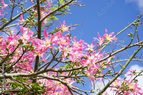 トックリキワタ　青い空とピンクの花