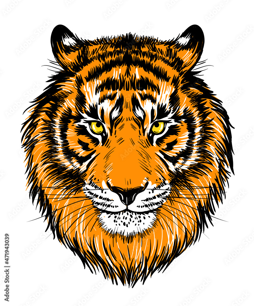 Realistic drawn face of a tiger, illustration. Tiger portrait color graphics, print, poster Realistic drawn face of a tiger, illustration. Tiger portrait color graphics, print, poster