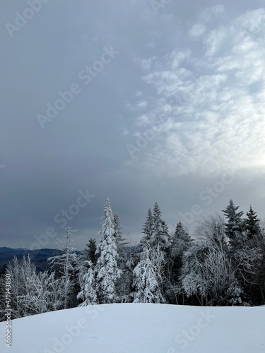 snow covered trees and cloudy winter sky