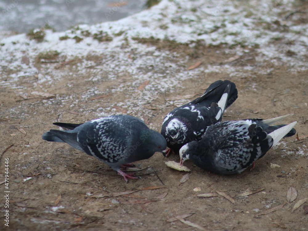 Fototapeta premium Doves fight for a piece of bread