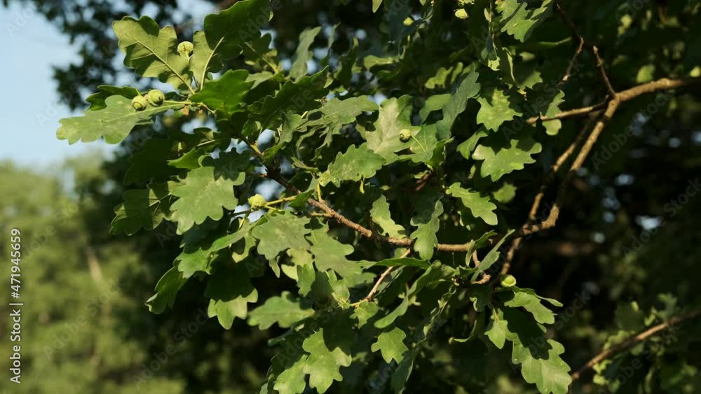 Close-up of an oak leaf. Green tree in the forest. Close-up of an oak leaf. Green tree in the forest.