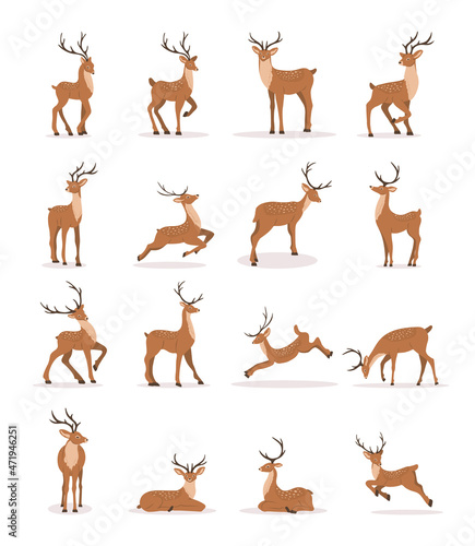 Cute noble sika deer. Set of reindeers with antlers in different poses isolated on white background. Ruminant mammal animal. Vector illustration in flat cartoon style.