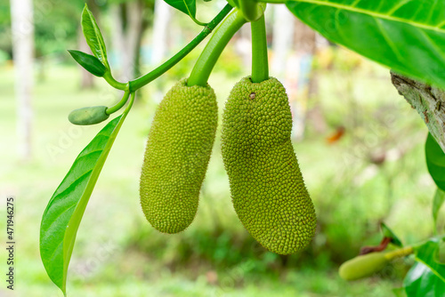 Jackfruit or Pohon Nangka is the name of a kind of tree, as well as fruit.

Jackfruit trees belong to the Moraceae tribe, the scientific name is Artocarpus heterophyllus. selective focus. defocus