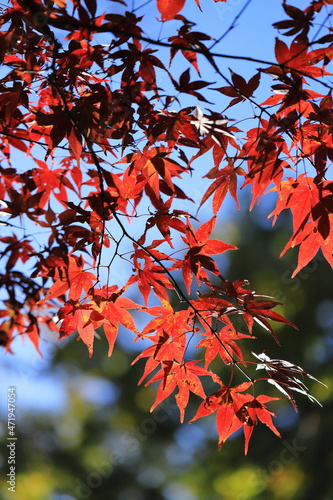 紅葉