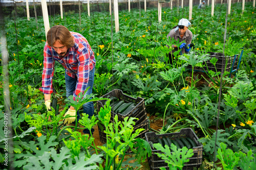 Positive farmer harvests zucchini in the greenhouse